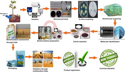 Microbial bioformulation: a microbial assisted biostimulating fertilization technique for sustainable agriculture